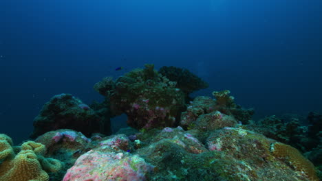 A-beautiful-and-colorful-underwater-landscape-of-vibrant-hard-corals-with-small-blue-fish-swimming-in-the-background