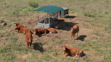 flight-in-a-meadow-where-we-see-a-group-of-reddish-cows-resting-next-to-their-metal-trough-and-everything-around-them-is-with-fallen-straw,-they-transmit-relaxation,-well-being-and-tranquility