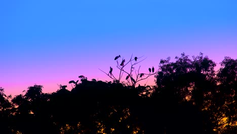 Zugvögel-Ruhen-In-Der-Abenddämmerung-Auf-Baumkronen-Im-Wald-Mit-Lebendigem-Himmel