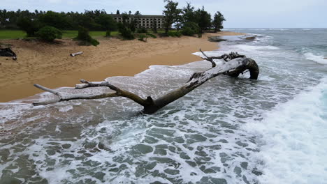 Waves-Splash-onto-Moody-Driftwood-on-beach-on-Kauai