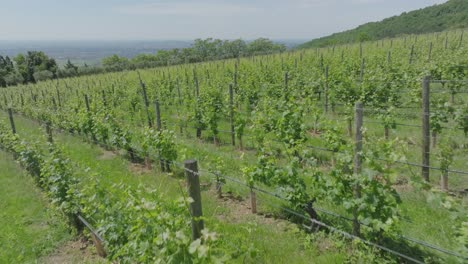 Italia,-Valpolicella-Tomada-De-Sus-Viñedos-Rodeada-De-Naturaleza.