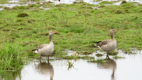 Graugänse-Vögel-Im-Flachen-Feuchtgebiet-Pool-Mit-Grünem-Gras