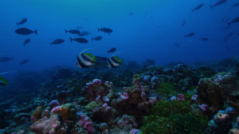 Un-Vibrante-Arrecife-De-Coral-Duro-Submarino-Lleno-De-Vida