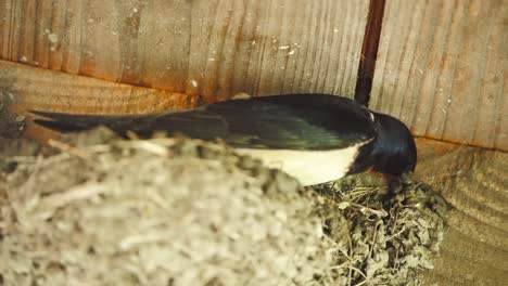 Barn-swallow-building-nest-below-roof-rafters-with-mud-and-straw