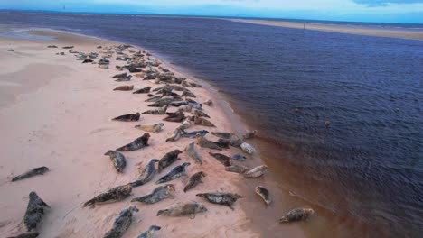 Luftaufnahme-Einer-Drohne-Mit-Robben,-Die-Sich-Am-Findhorn-Beach-Entspannen-Und-In-Der-Sonne-Liegen