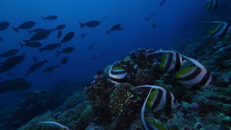 Eine-Unglaubliche-Unterwasserlandschaft-Voller-Freude-Und-Ruhe-Mit-Einem-Schwarm-Schwarz-weiß-Gestreifter-Kaiserfische,-Die-Im-Vordergrund-Der-Lebhaften-Hartkorallen-Schwimmen