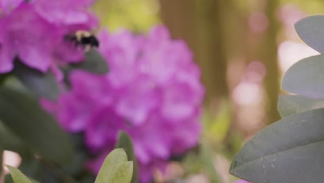 Nahaufnahme-Eines-Schwenks-Durch-Die-Blüten