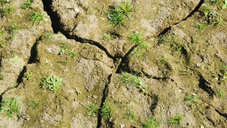 Closeup-new-grass-grows-at-dry-soil,-green-leaves-appear-at-parched-earth-land