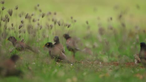 Close-up-of-the-common-myna-in-tall-grasses-with-some-sparrows-in-the-foreground-as-well,-slow-motion