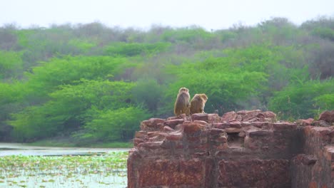 Indian-Macaque-monkeys-sitting-on-a-rock-near-a-forest-lake-in-van-vihar-of-dholpur-rajasthan-in-india