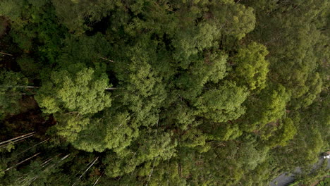 Luftaufnahme-Einer-Eukalyptusplantage-In-Munnar