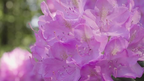 Close-up-shot-of-Blooming-Pink-Rhododendrons