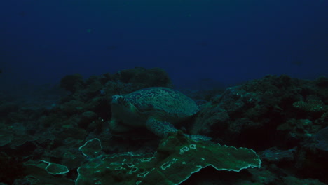 A-huge-and-beautiful-old-green-turtle-resting-on-the-vibrant-hard-coral-reef