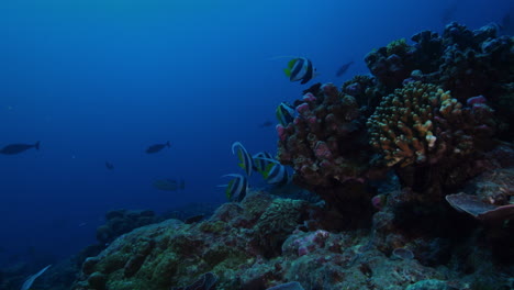 Eine-Herrliche-Unterwasserlandschaft-Aus-Vulkan--Und-Steinkorallen-Mit-Einem-Friedlich-Vorbeischwimmenden-Kaiserfischschwarm