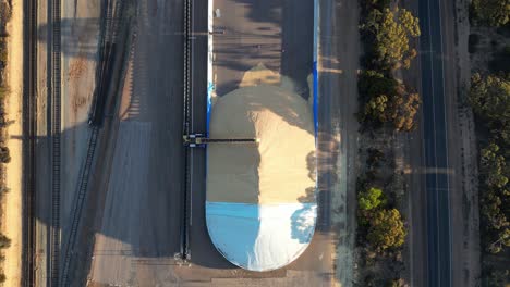 Bulk-of-wheat-grains-on-harvest-industry-or-Western-Australia