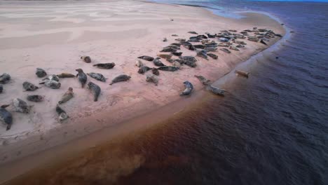 Eine-Gruppe-Robben-Liegt-An-Einem-Sandstrand