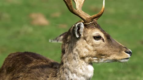 Fallow-deer-buck-with-big-horns-eating,-sunny-spring-day,-wildlife-concept,-handheld-slow-motion-closeup-shot