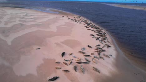 Drohne-über-Einer-Robbenkolonie,-Die-Sich-Am-Sandstrand-Sonnt