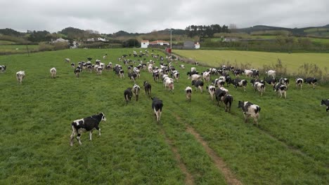 Orbit-View-over-Walking-Dairy-Cows-Herd-Changing-Pasture-Area,-Azores