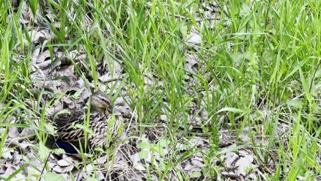 Schöne-Ente-Versteckt-In-Blättern-Auf-Dem-Boden,-Umgeben-Von-Gras