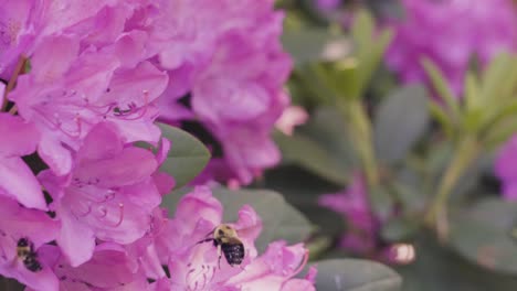 Eine-Hummel,-Die-Beim-Bestäuben-Herumschwirrt