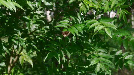 Mariposa-De-Puntos-Blancos-Marrones-Sobre-Planta-Decorativa-Verde,-Movimiento-Suave-Con-El-Viento