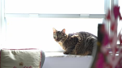 Schöne-Aufnahme-Einer-Getigerten-Katze,-Die-Am-Fenster-Sitzt-Und-In-Die-Kamera-Schaut