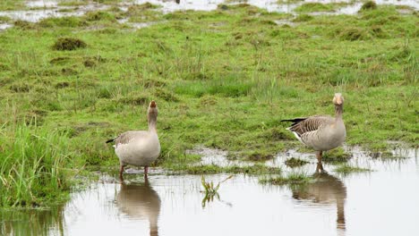 Zwei-Graugänse-Vögel-In-Flachen-Grasbewachsenen-Feuchtgebiet-Pool,-Trinkwasser