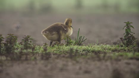 Close-up-of-a-cute-yellow-goslings-and-mother-goose-walking-and-eating-food,-slow-motion