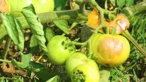 Closeup-shot-at-green-tomates,-rotten,-plant-disease-eaten-by-insects,-organic