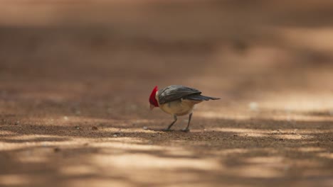 Red-crested-cardinal-foraging-on-ground-in-Maui,-Hawaii,-close-up