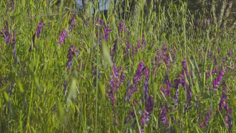 Blumen-In-Der-Nähe-Eines-Sees-In-Sonoma,-Kalifornien-Bei-Sonnenuntergang