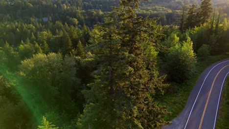 Orbital-scenic-shot-of-Evergreen-tree-with-forest-in-the-background-in-Washington-State