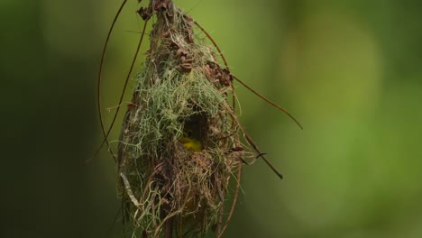 Un-Polluelo-De-Pájaro-Sol-De-Garganta-Marrón-Está-En-Su-Nido