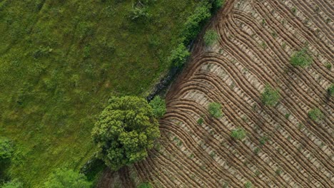 Drone-flight-turning-and-seeing-two-farms-separated-by-a-stone-wall-with-large-ash-trees,-one-is-green-and-the-other-is-plowed-with-vines-and-shapes-have-been-created,-it-is-good-for-textures