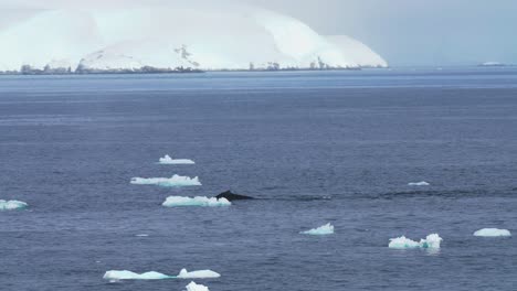 Ballena-Jorobada-Nadando-Entre-Trozos-De-Hielo-Cerca-De-La-Costa-De-La-Antártida,-Cámara-Lenta