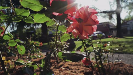 Flower-garden-near-City-Hall-in-downtown-Sonoma,-California