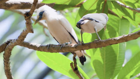 Bali-Mynas,-O-Mynah-De-Rothschild,-Bali-Starling,-O-Bali-Mynah,-Nombre-Local-Jalak-Bali-Dos-Pájaros-Posados-En-La-Rama-De-Un-árbol