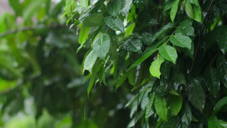 Hojas-Verdes-Brillando-Con-Gotas-De-Lluvia-En-Un-Entorno-De-Bosque-Exuberante,-Captura-En-Cámara-Lenta