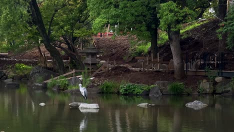 Ein-Reiher-Steht-Auf-Einem-Felsen-In-Einem-Ruhigen-Parkteich,-Umgeben-Von-üppigen-Grünen-Bäumen-Und-Natur