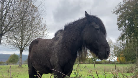 Impresionante-Foto-De-Un-Hermoso-Caballo-Negro-En-Un-Tranquilo-Campo-Abierto-Durante-La-Mañana-En-Ribera-Del-Duero,-España