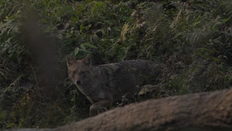 Der-Goldschakal,-Auch-Schakal-Genannt,-Ist-Ein-Wolfsähnlicher-Hundeartig,-Der-In-Eurasien-Beheimatet-Ist