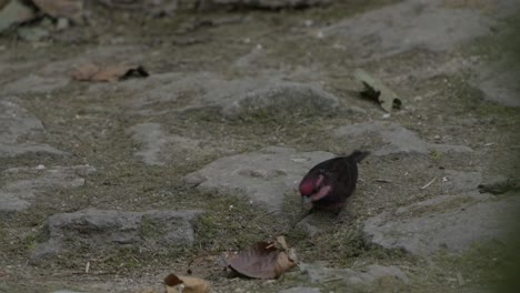 Dunkelbrüstiger-Karmingimpel-In-Nepal