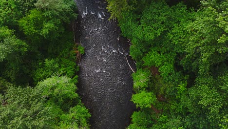 Beautiful-bird's-eye-view-of-Cedar-River-flowing-through-lush-green-forest-in-Washington-State