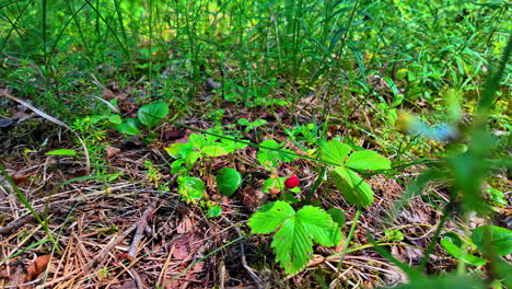 Small-wood-strawberries-growing-on-a-green-meadow-between-the-high-grass,-closeup-slow-motion