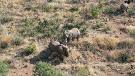 Elefantes-Africanos-En-El-Parque-Nacional-Pilanesberg-En-El-Noroeste-De-Sudáfrica