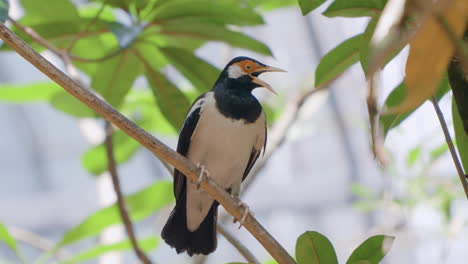 Screaming-Angree-Pied-Myna-Bird-or-Asian-Pied-Starling-Perched-on-a-Tree-Branch-at-Bali-Safari-and-Marine-Park-in-Siangan,-Indonesia---low-angle,-slow-motion