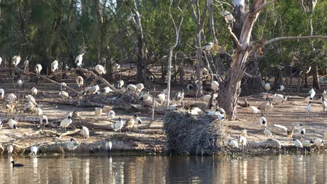 Massive-flock-of-Australian-white-ibis-perched-on-the-island,-roosting-and-building-nest-in-the-middle-of-wildlife-lake-in-a-wetland-environment-during-mating-and-breeding-season