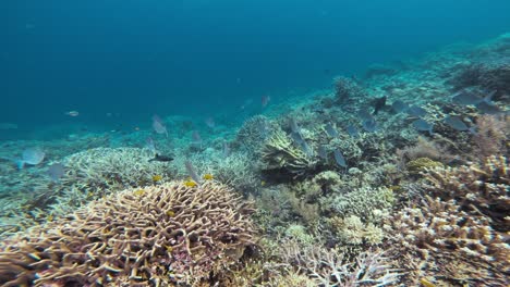 A-school-of-fish-swims-over-a-vibrant-coral-reef-in-the-Great-Barrier-Reef,-Australia,-with-the-camera-following-their-movement