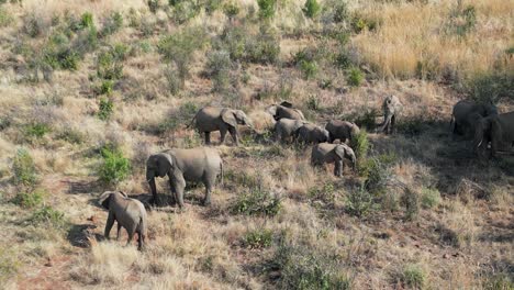 Elefantes-Salvajes-En-Rustenburg,-En-El-Noroeste-De-Sudáfrica.